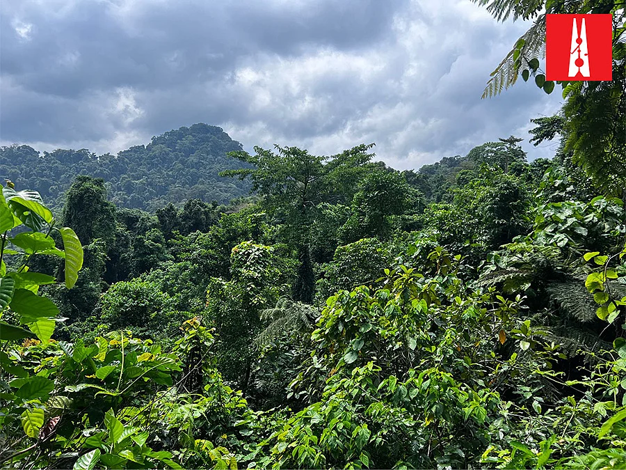 UNESCO-recognised Biosphere reserve in Great Nicobar island. The Shompen live deep inside these rainforests. | Rishika Pardikar