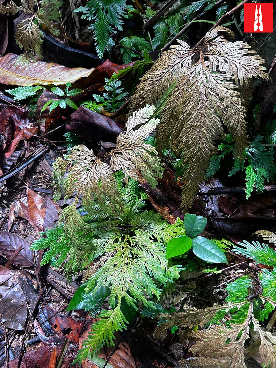 Around 60 species of ferns can be found on Great Nicobar island. | Rishika Pardikar