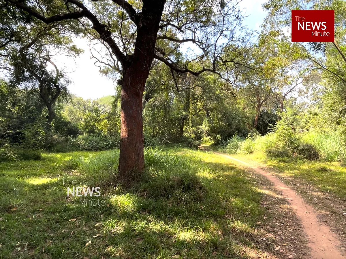 Revelation ‘forest’. | Megha Mukundan