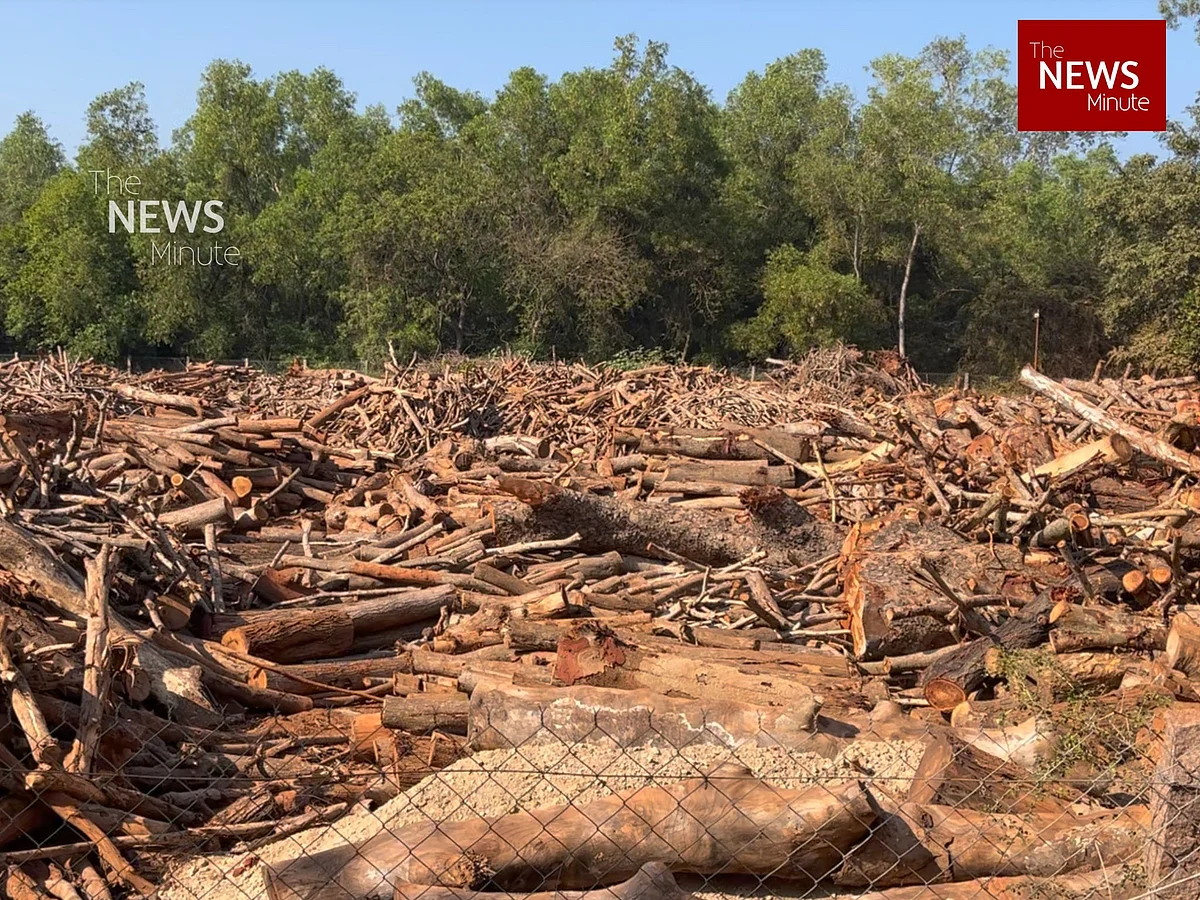 Massive piles of tree trunks. | Megha Mukundan