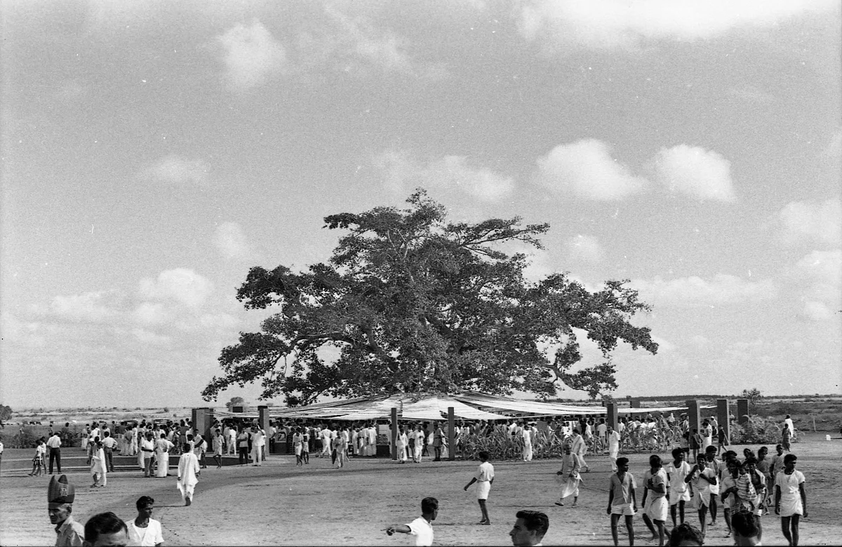 The banyan tree which became the focal point from where Auroville was built. Photo from avarchives.auroville.org. 