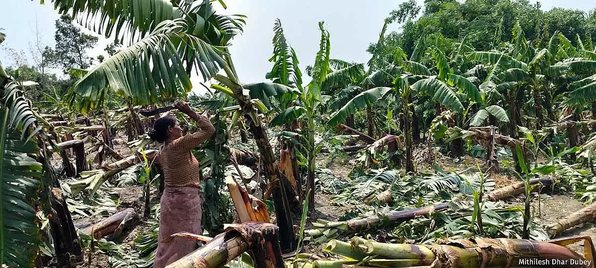 Heavy rains led to losses of the banana crop in Uttar Pradesh’s Kushinagar district
