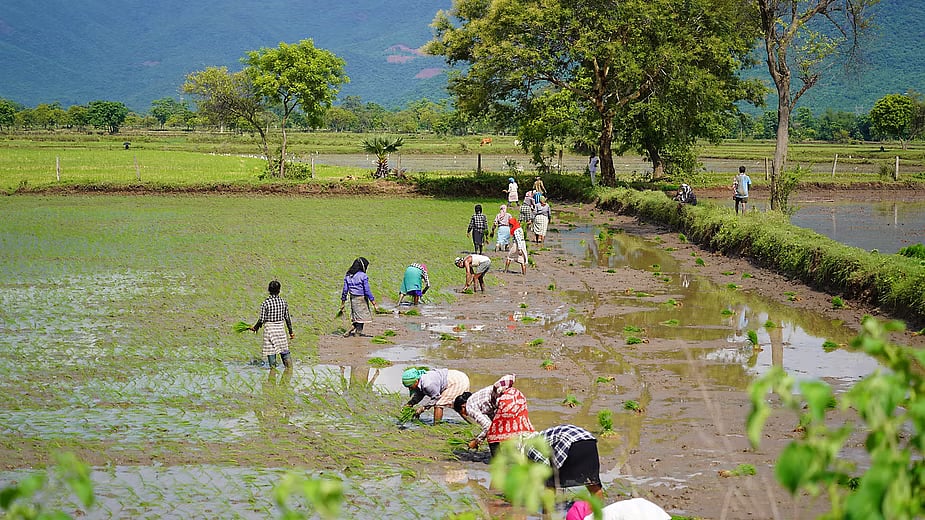 More than half the families in Thuamul-Rampur depend on agriculture for their income Kalahandi is one of the most food insecure districts in Odisha. Photo: Prajjwal Thakur