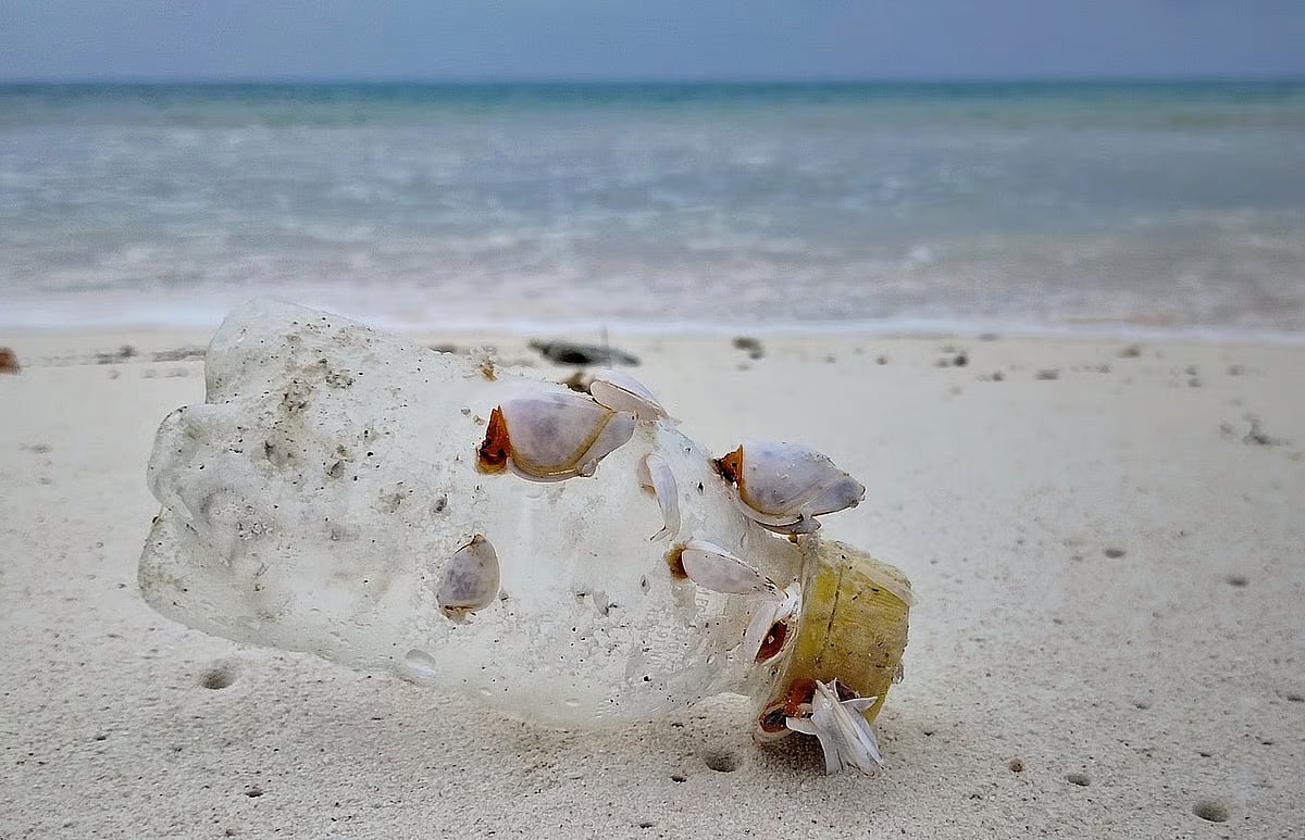Shell fish attached in a plastic bottle