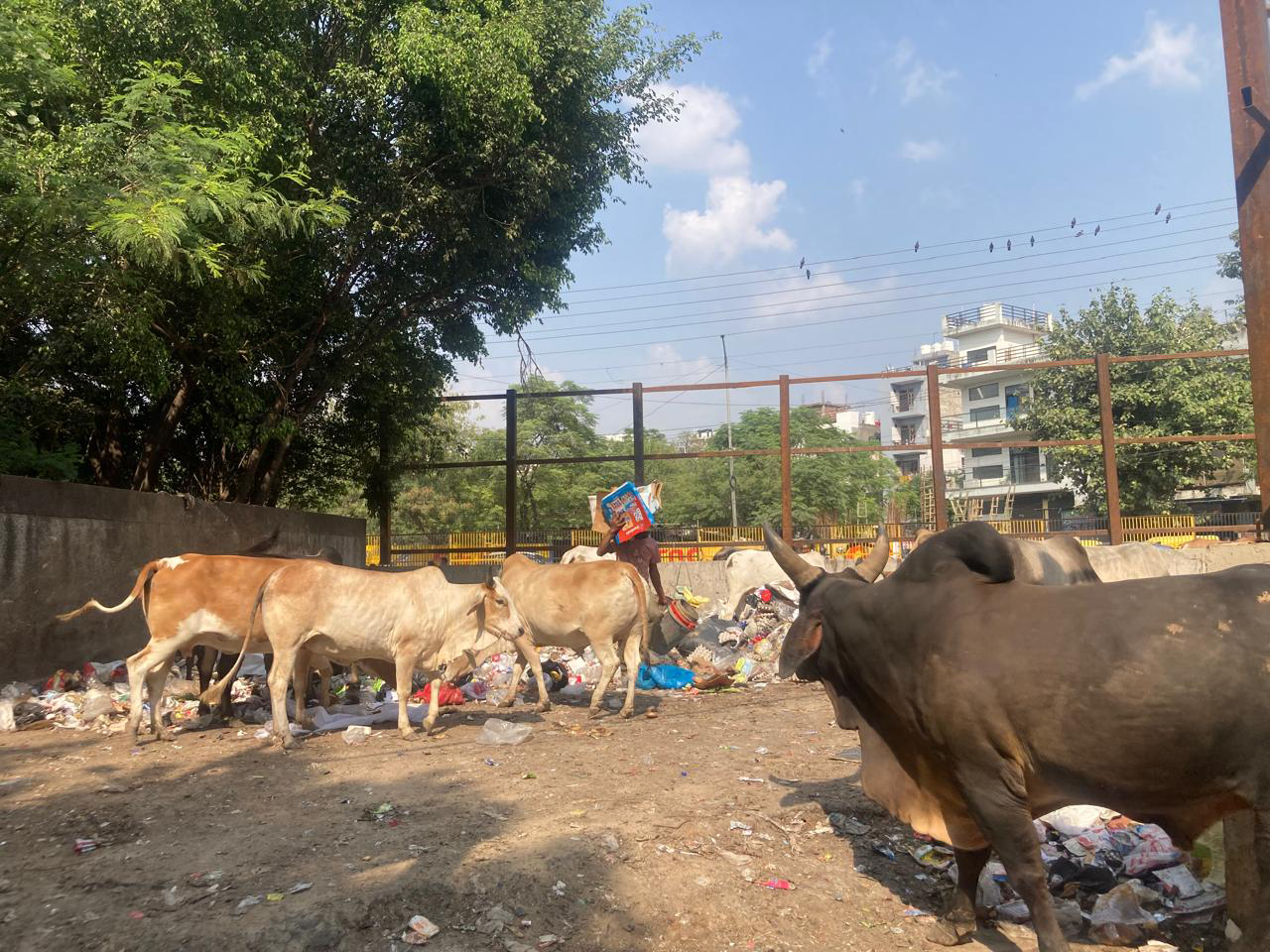Secondary collection point in Kanhai, Zone 4 on October 12.