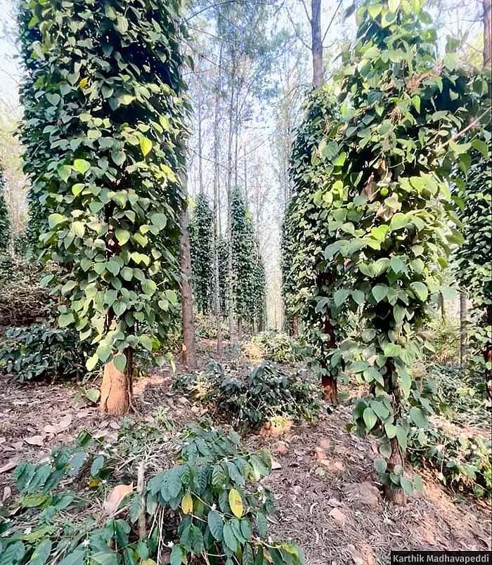 ​​Rows of coffee plants under the mixed shade of silver oak and fruit-bearing trees, with pepper vines climbing up the barks, in Gondivalasa village near Araku, Andhra Pradesh. (Image courtesy Karthik Madhavapeddi)