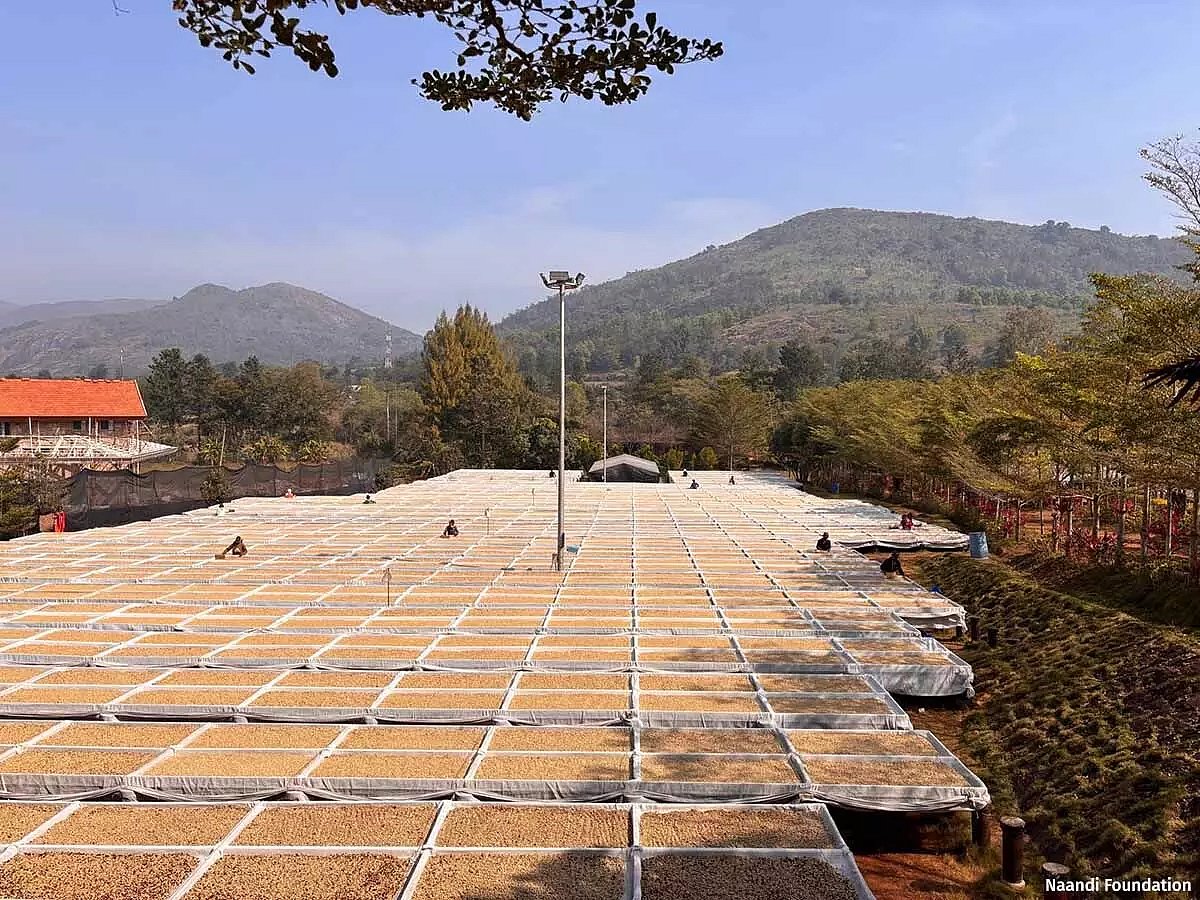 Women turn the beans multiple times to ensure they are sun-dried. (Image courtesy Naandi Foundation)