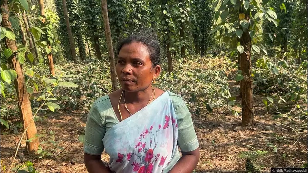 Buridi Sundaramma on her coffee plantation in Araku’s Gondivalasa. In the background are rows of coffee plants, growing under the mixed shade of silver oak and fruit-bearing trees. (Image courtesy Karthik Madhavapeddi)