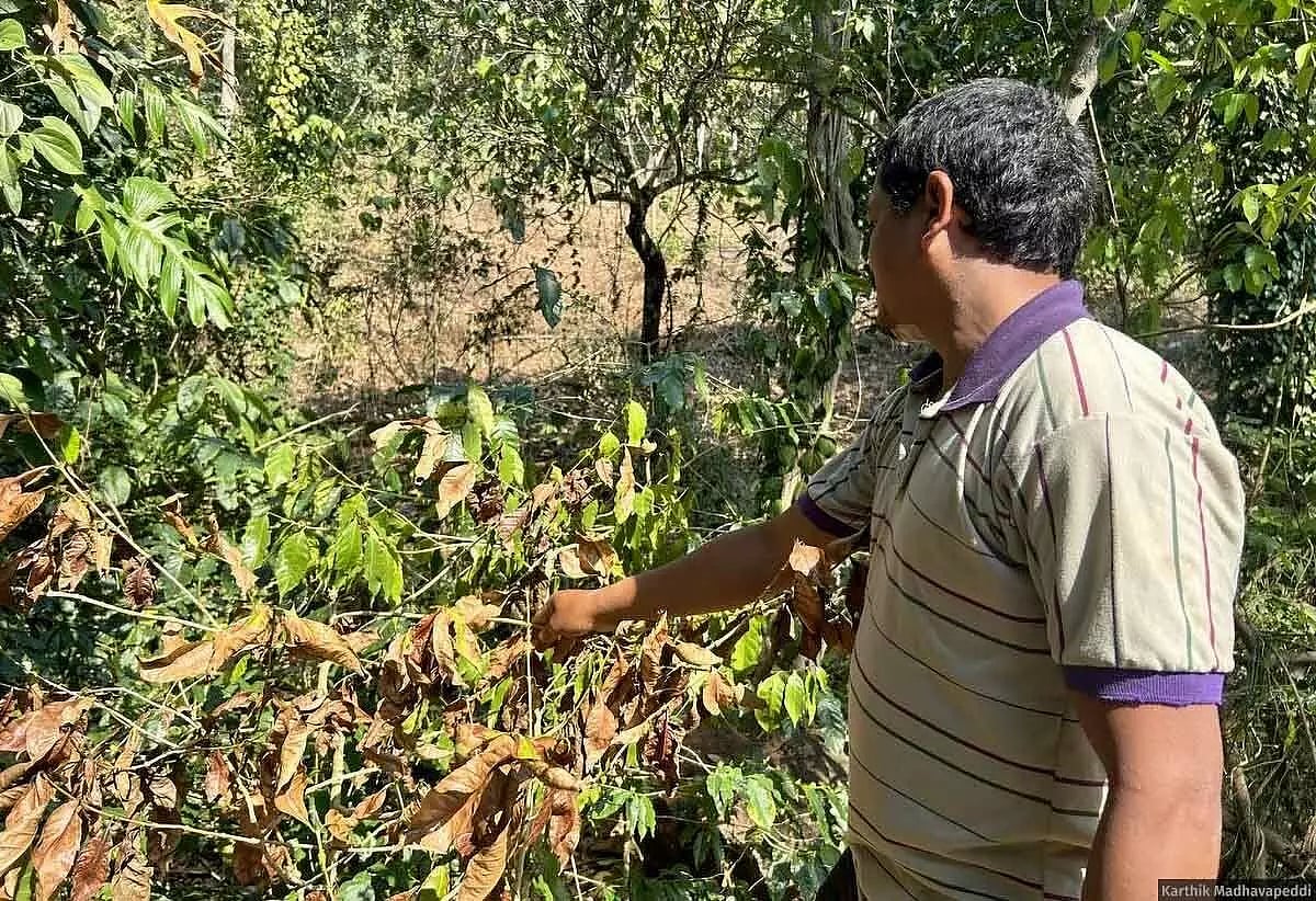 Vanthala Raju demonstrates how stems that have wilted or have not borne flowers are to be broken off, lest they consume the nutrients that the productive parts need. (Image courtesy Karthik Madhavapeddi)