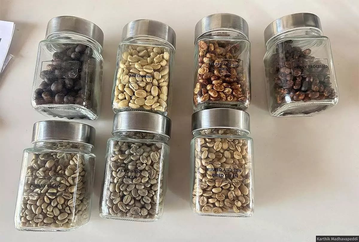 Coffee at different levels of processing. Top (left to right): Cherry, parchment, pulped and sun dried, and honey-processed. Bottom (left to right): Cleaned versions of cherry, parchment, pulped and sun dried. Six kg cherry makes one kg parchment. (Image courtesy Karthik Madhavapeddi)