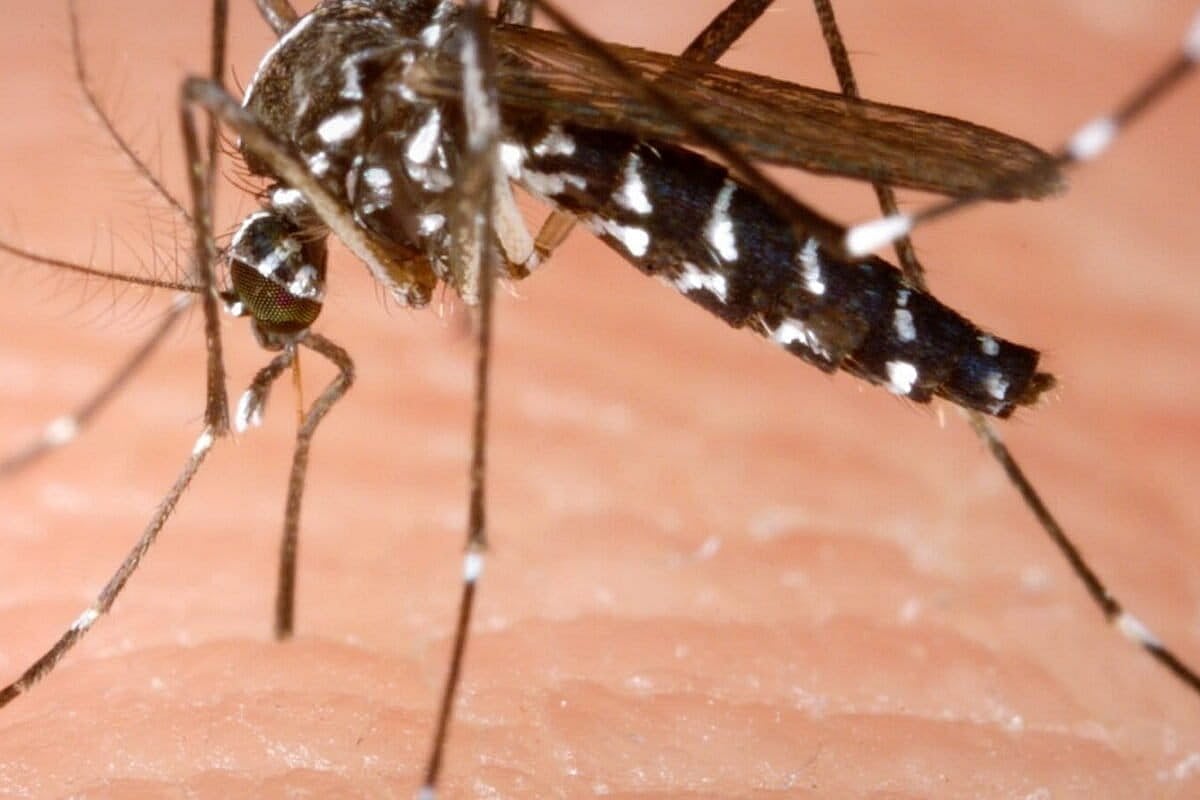 एक मादा ‘एडीज एल्बोपिक्टस’ मच्छर. ये मच्छर 25°C से 30°C के बीच के तापमान में पनपते हैं और बढ़ता तापमान इन मच्छरों के पनपने के लिए अनुकूल परिस्थितियां तैयार करता है.
