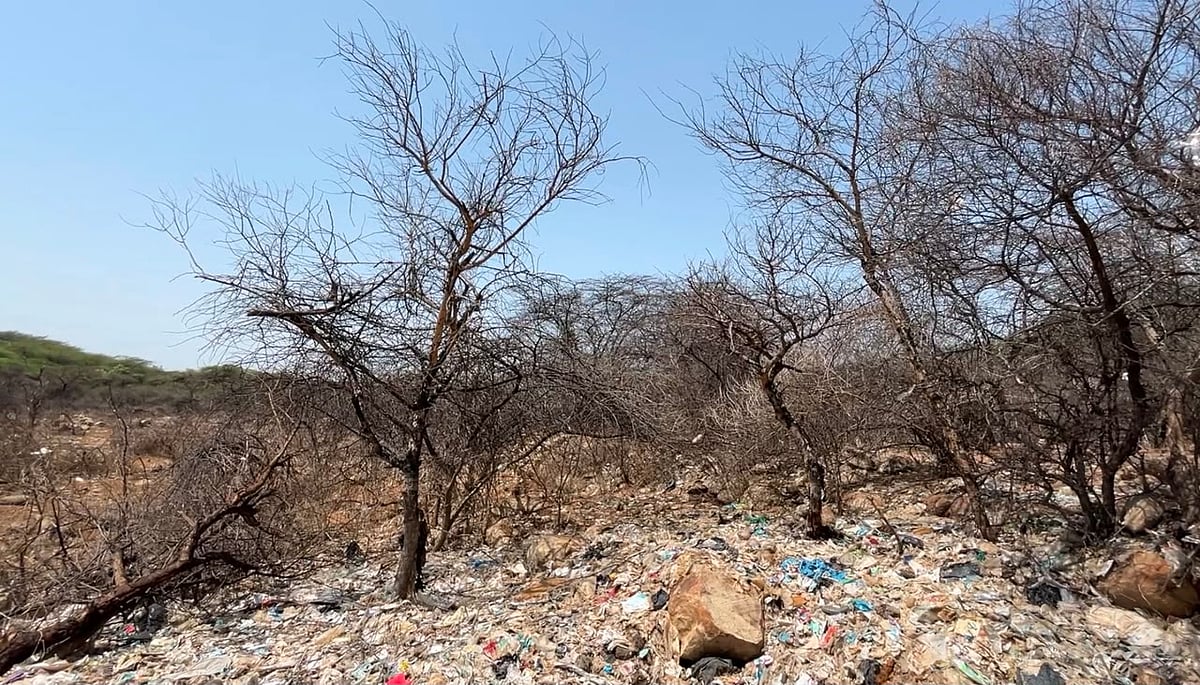 Trees damaged due to toxic leachate