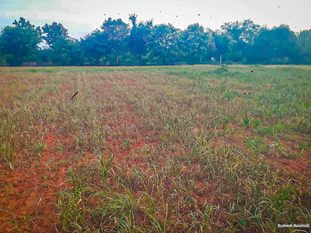 Rudresh of Karnataka’s Tumakuru relies entirely on rainfall for his farming. This kharif, with rains delayed, he prepared ragi saplings and transplanted them twice. With drought hitting the crop, he expects no yield this season.
