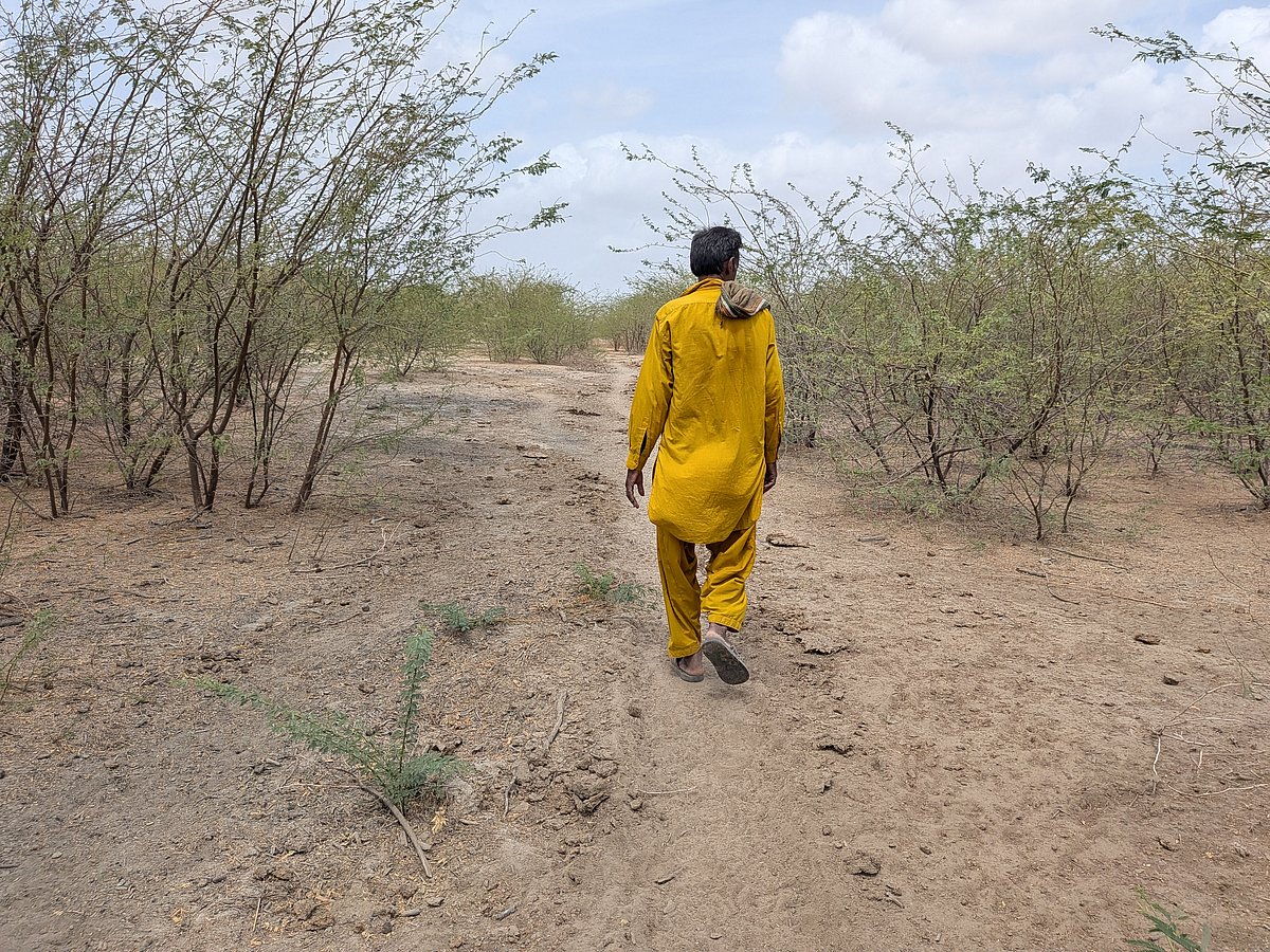A villager in Dedhiya village in Banni walks among Prosopis thickets.
