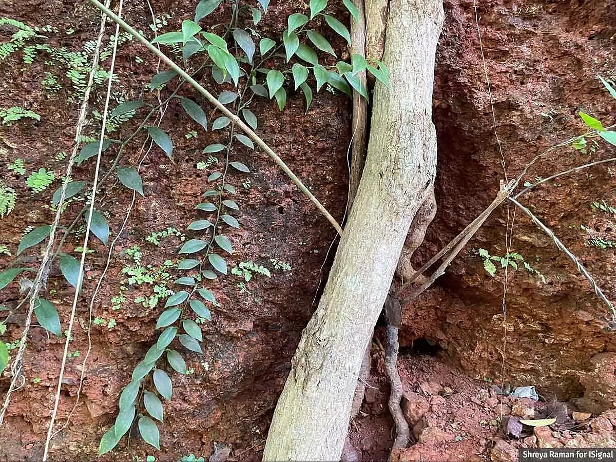 Goa’s hills are largely made of porous laterite rocks held together by tree roots.