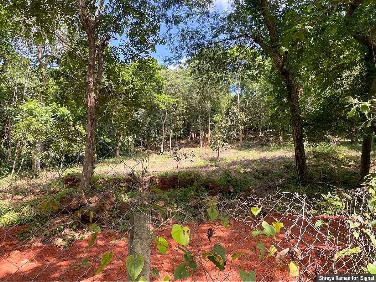 Trees cleared on a hill slope in North Goa’s Socorro village