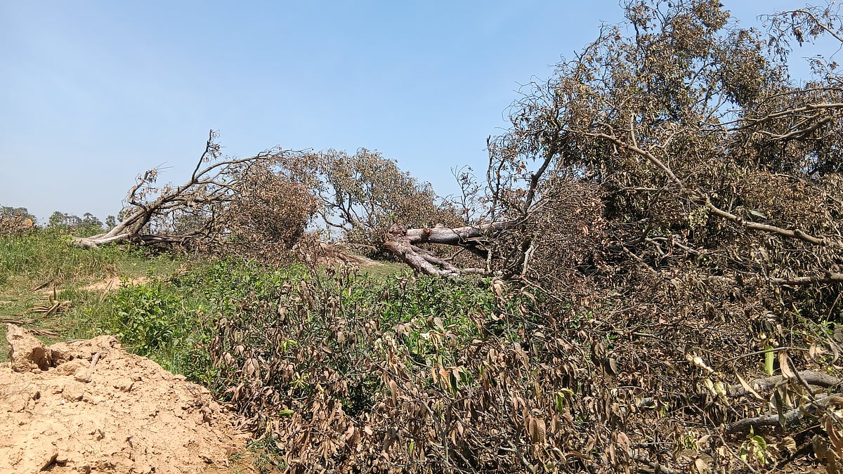 Mature mango trees cut down
