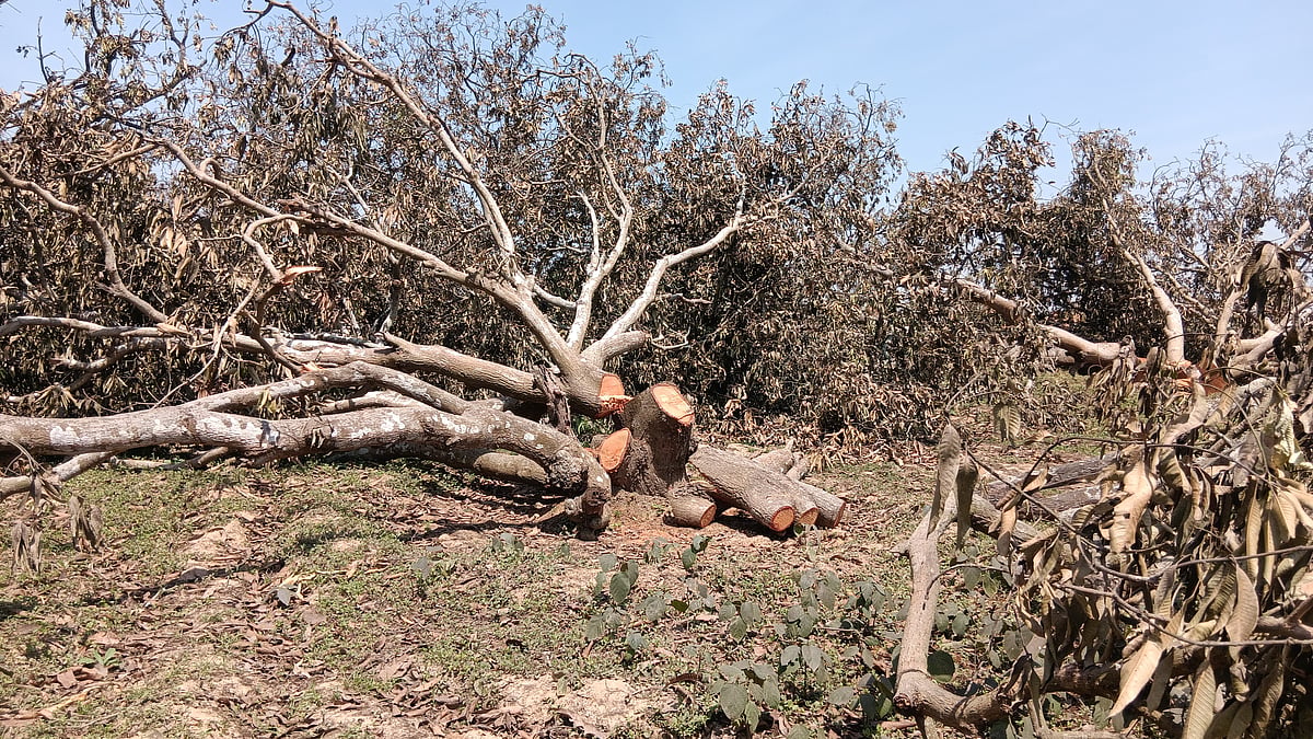 Cut-down mango trees. This photo was taken on April 4, 2026, before the environmental clearance was granted