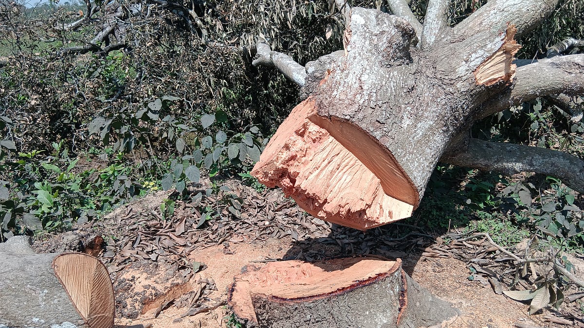 A mature mango tree cut down