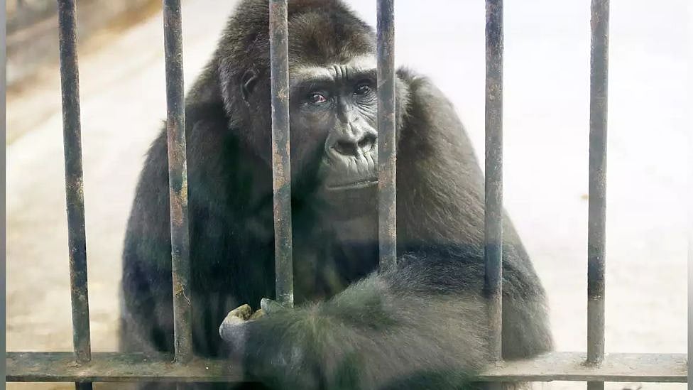 உலகிலேயே சோகமான கொரில்லா இதுதான்! 32 ஆண்டுகளாக மாலில் சிறைப்பட்டிருக்கும் குரங்கு - ஏன்?