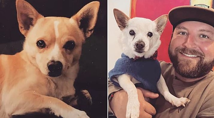 உலகிலேயே மிகவும் வயதான நாய் இது தான்! - எத்தனை வயது தெரியுமா?