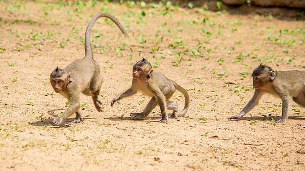 குரங்கு துரத்தியதில் மாடியில் இருந்து தவறி விழுந்த இளைஞர் உயிரிழப்பு - என்ன நடந்தது?