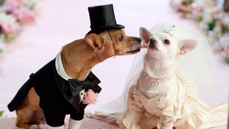 செல்ல பிராணிகளுக்கு டும் டும் டும்; பாரம்பரிய முறையில் நடந்த திருமணம் இணையத்தில் வைரல்!