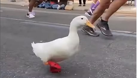 மாரத்தானில் கலந்துகொண்ட வாத்து - இணையத்தில் வைரலாகும் க்யூட் வீடியோ