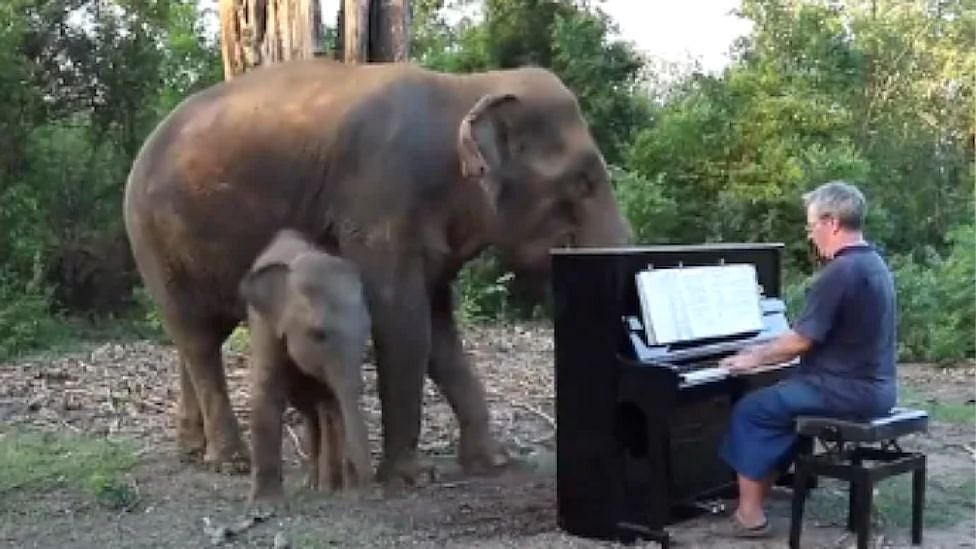 குட்டி யானைக்காக பியானோ வாசிக்கும் நபர் - இணையத்தில் வைரலாகும் வீடியோ