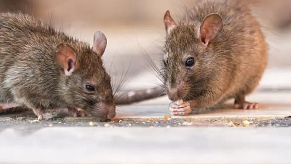 ”580 கிலோ கஞ்சாவையும் எலிகள்  சாப்பிட்டுவிட்டது”- நீதிமன்றத்தில்  போலீசார் குற்றச்சாட்டு