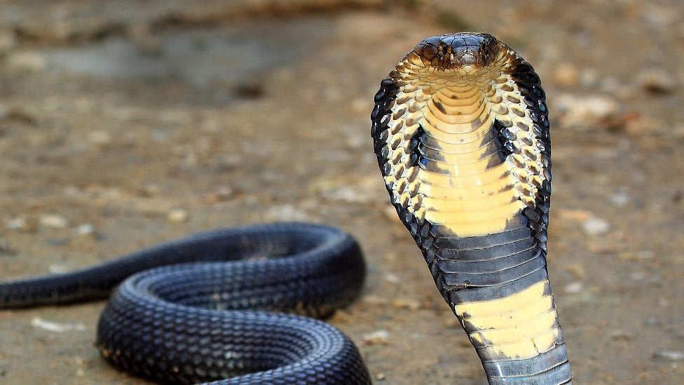 தன்னை கடித்த பாம்பை திருப்பி கடித்து கொன்ற 8 வயது சிறுவன் - எங்கே?