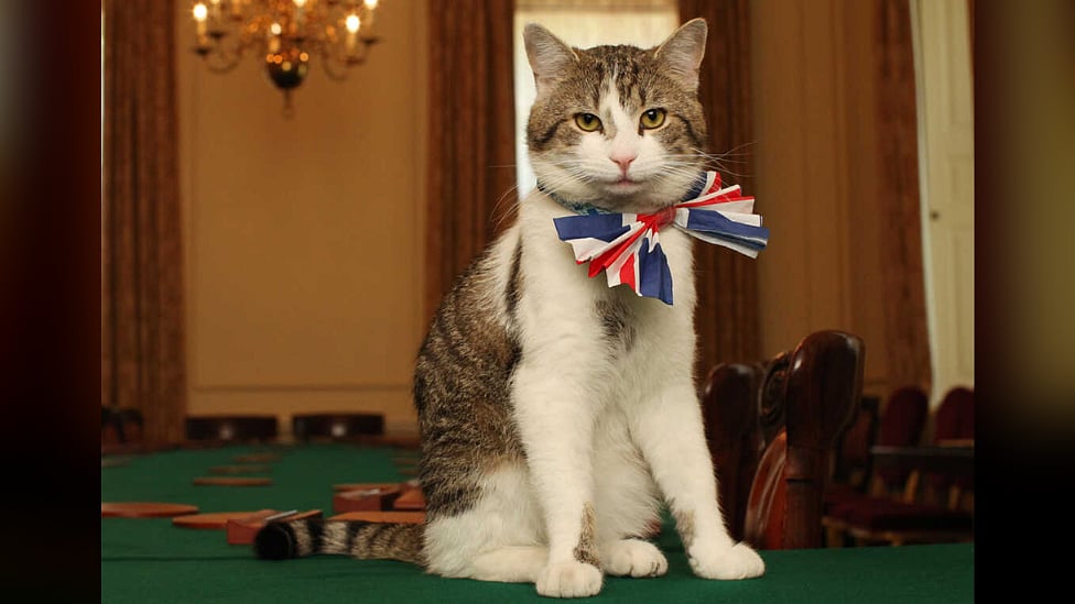 இங்கிலாந்தில் ஒரு 'அரசியல் பூனை' - Larry The Cat பற்றிய சுவாரஸ்ய தகவல்கள்!