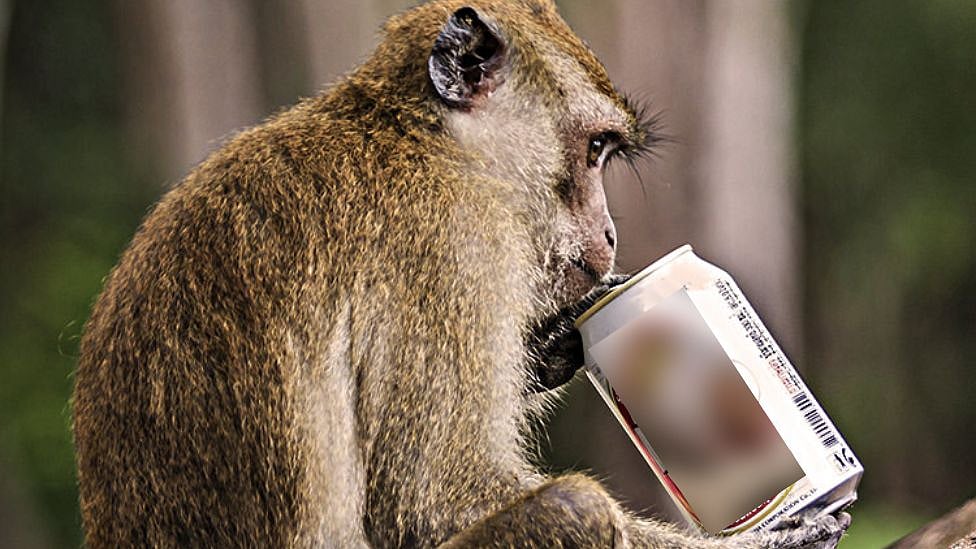 இரவில் பீர் திருடி குடிக்கும் குடிகார குரங்கு - இணையத்தில் வைரலாகும் வீடியோ | Video