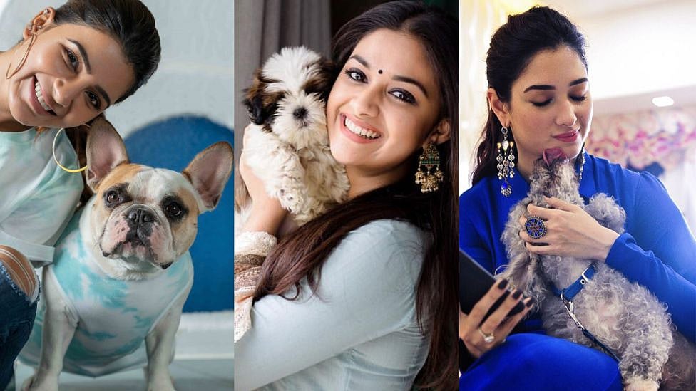 சமந்தா டூ கீர்த்தி சுரேஷ் : செல்லப்பிராணிகளுடன் செல்லம் கொஞ்சும் நடிகைகள் | Visual Story