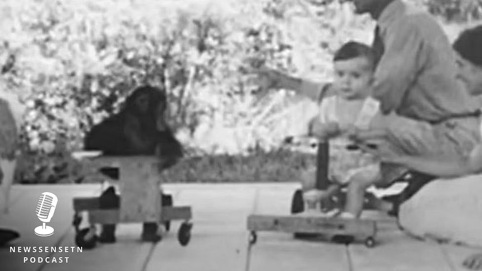 ஒன்றாக வளர்ந்த குழந்தையும் சிம்பான்சியும்; ஆராய்ச்சி பாதியில் நிற்க காரணம் என்ன?| Podcast