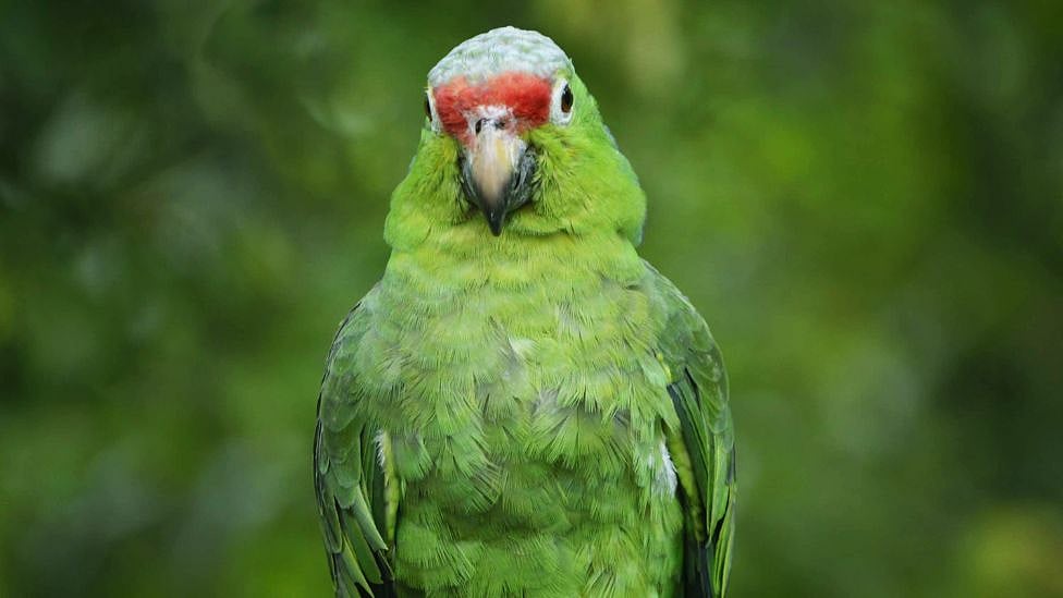 Liveல் நிருபரின் Airpodஐ திருடிய கிளி - இணையத்தில் வீடியோ வைரல்