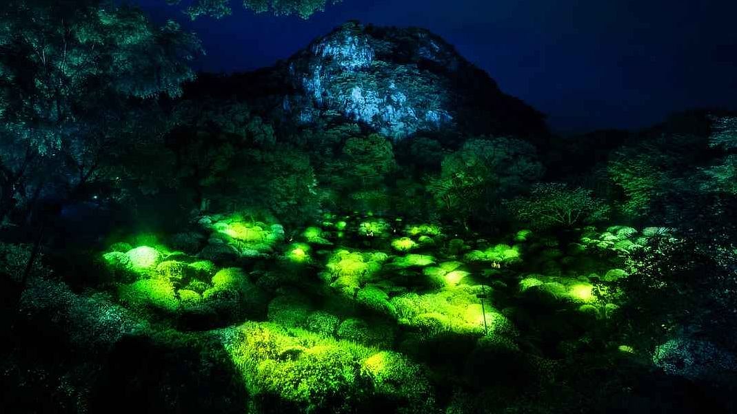 'இரவில் ஒளிரும் காடு' - மேற்கு தொடர்ச்சி மலையின் அதிசயக் காடு - அறிவியல் சொல்வது என்ன?