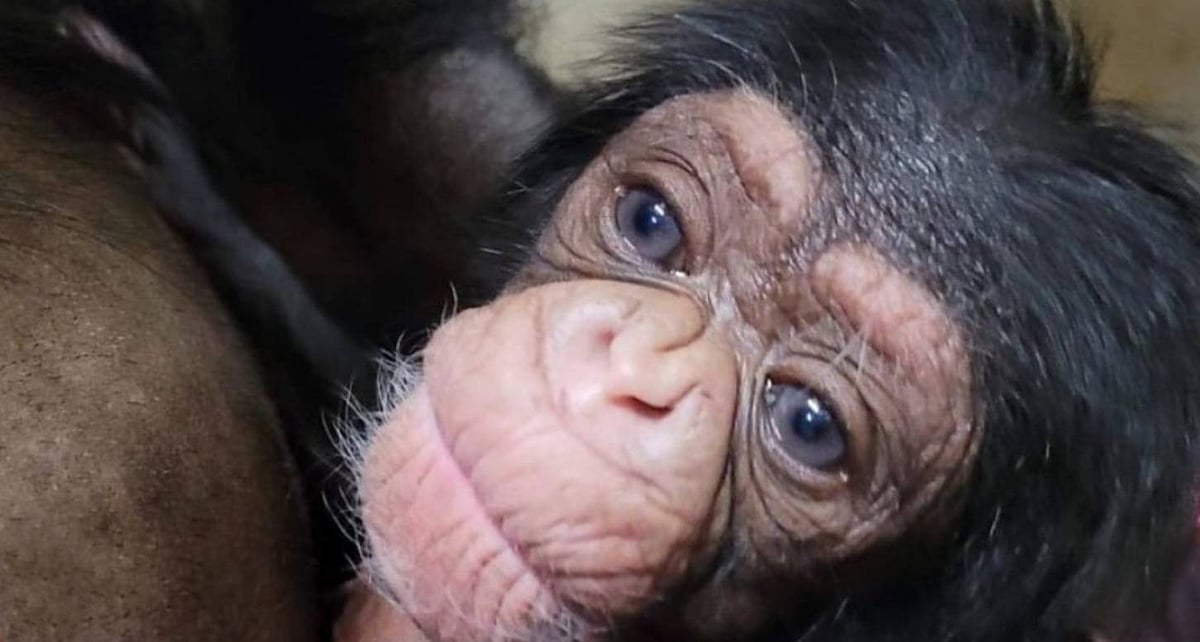 குழந்தையை பிரிந்த தாய் : குட்டியை கண்டதும் வாரி அணைத்த சிம்பன்சி - நெகிழ வைக்கும் வீடியோ 