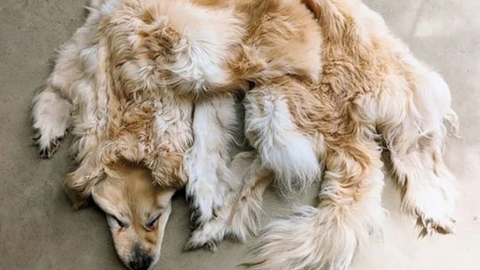 வளர்ப்பு நாயை மிதியடியாக மாற்றிய குடும்பம் - இணையத்தில் சர்ச்சையை கிளப்பிய வீடியோ