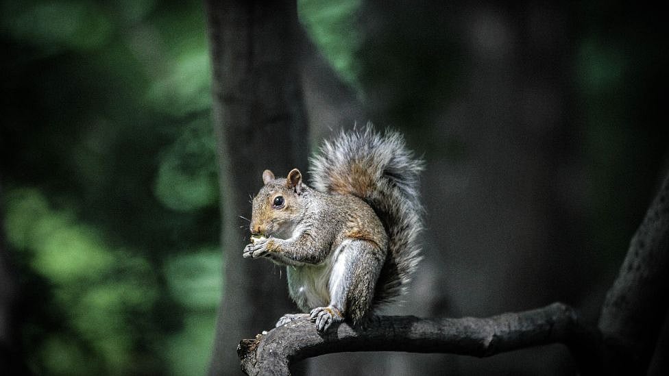 அணில் குறித்த 5 சுவாரஸ்ய தகவல்கள் !