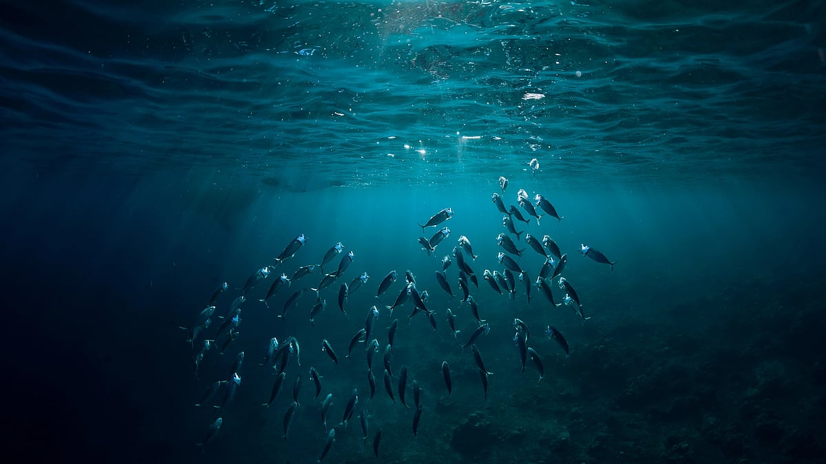 கும்மிருட்டு, உறையவைக்கும் குளிர் - ஆழ்கடல் எப்படி இருக்கும்?