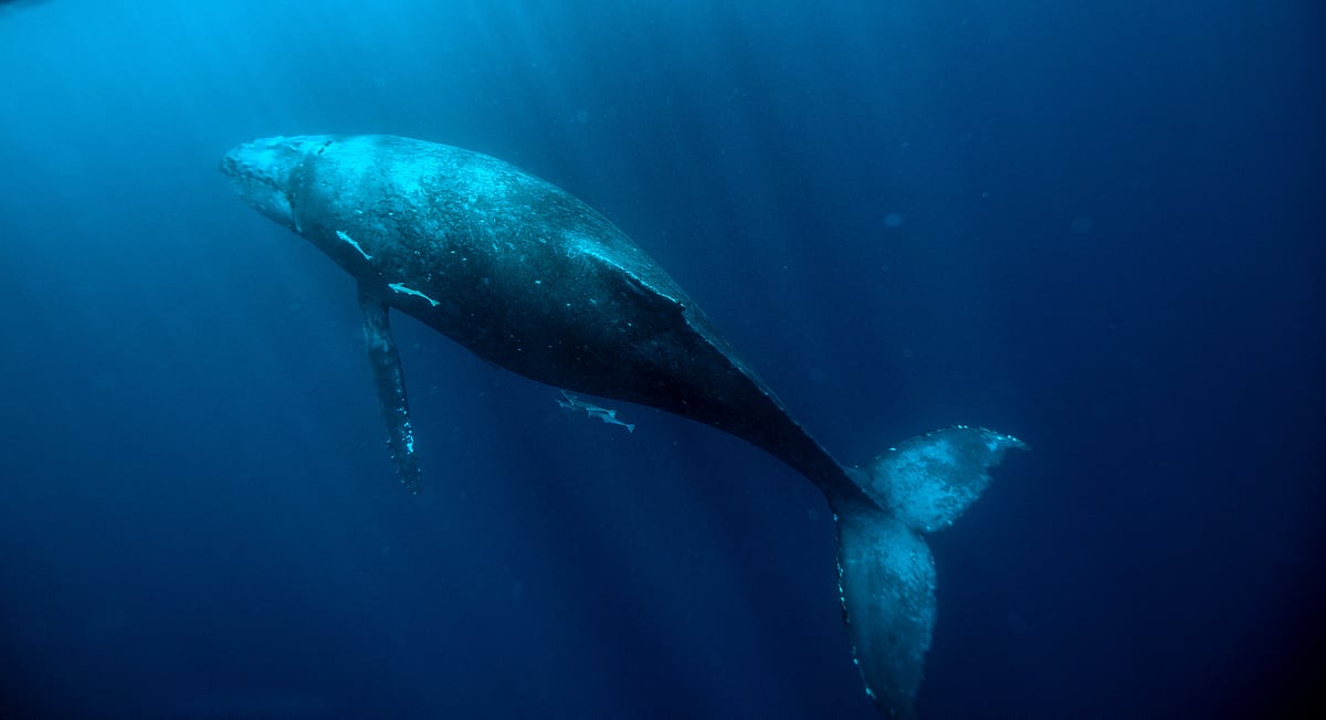 Loneliest Whale : உலகிலேயே தனிமையான திமிங்கலம் - மர்ம உயிரினம் கண்டறிப்பட்டது எப்படி?