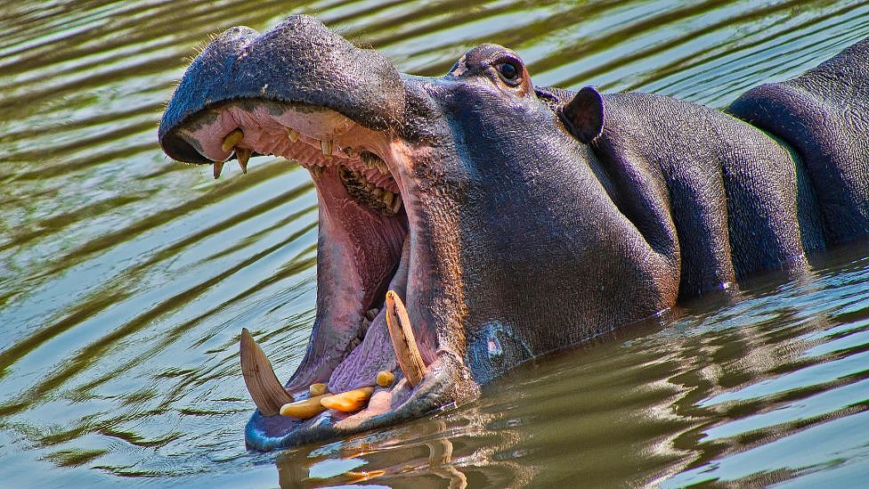 2 வயது குழந்தையை விழுங்கிய நீர்யானை: அதிர்ச்சியில் கிராம மக்கள் - என்ன நடந்தது?