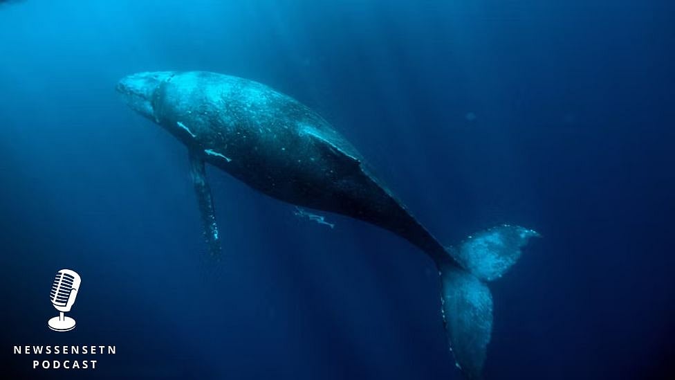 உலகின் தனிமையான திமிங்கலம் - எங்கே இருக்கிறது தெரியுமா? | Podcast