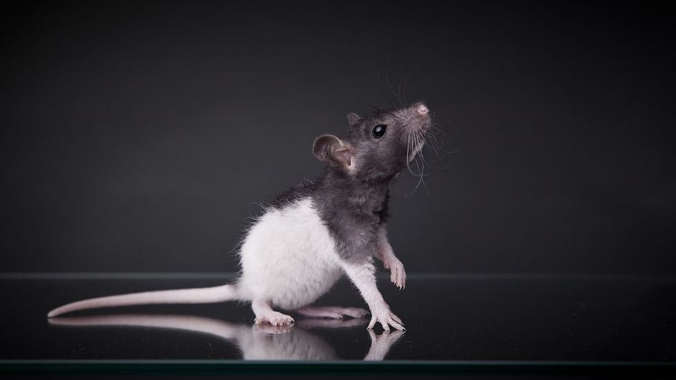 எலியை பிடித்துக் கொடுத்தால் ரூ. 1 கோடி சம்பளம்; பலே ஜாப் ஆஃபரை அறிவித்த மேயர் - எங்கே?