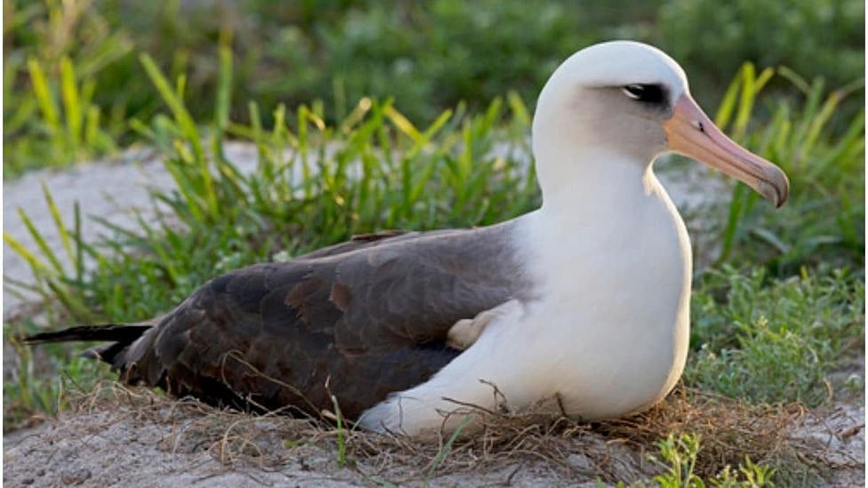 உலகின் மிகப் பழமையான பறவை இதுதானா? இணையத்தில் வைரலாகும் புகைப்படத்தின் ஆச்சரிய பின்னணி! 