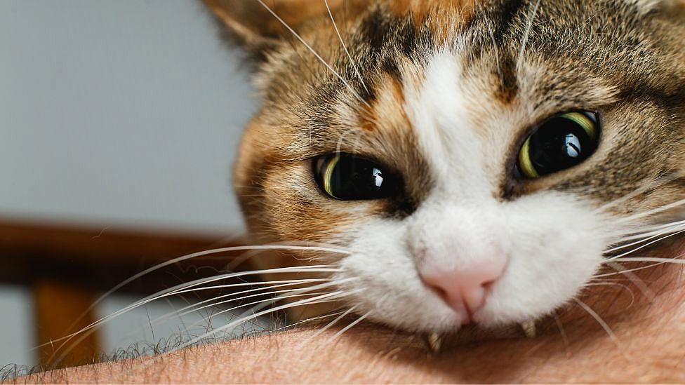 பூனை கடித்ததால் 15 அறுவை சிகிச்சைகள்; விரலை வெட்டி எடுத்தும் உரிமையாளர் உயிரிழப்பு- எங்கே?