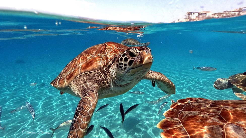 ஆமை : தனிமை விரும்பிகள், பழமையானவை - ஆமைகள் பற்றிய 8 ஆச்சரிய உண்மைகள்!