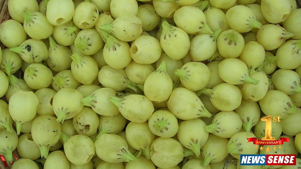 மஹுவா: பிரிட்டிஷ் அரசால் தடை செய்யப்பட்ட இந்திய பாரம்பரிய பானம் - ஒரு வரலாற்றுப் பார்வை!