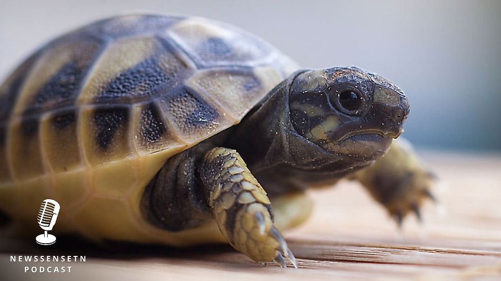 ஆமைகள் பற்றிய 8 ஆச்சரிய உண்மைகள் |Podcast 